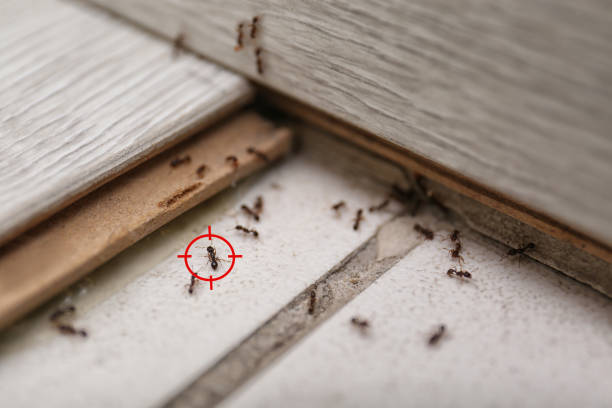 Best Affordable Pest Control Services  in Hartville, OH