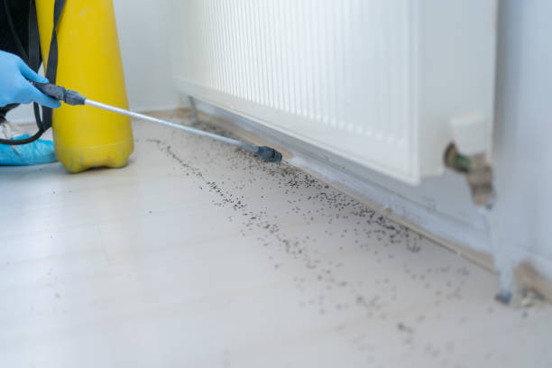 Best Wasp Removal Services  in Hartville, OH